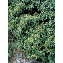 Плющ звичайний Арборесценс | Hedera helix Arborescens | Плющ обыкновенный Арборесценс