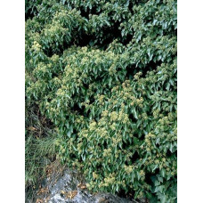Плющ звичайний Арборесценс | Hedera helix Arborescens | Плющ обыкновенный Арборесценс