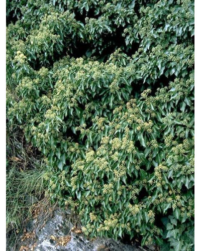 Плющ звичайний Арборесценс | Hedera helix Arborescens | Плющ обыкновенный Арборесценс