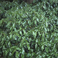 Плющ звичайний Арборесценс | Hedera helix Arborescens | Плющ обыкновенный Арборесценс