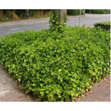 Плющ звичайний Арборесценс | Hedera helix Arborescens | Плющ обыкновенный Арборесценс