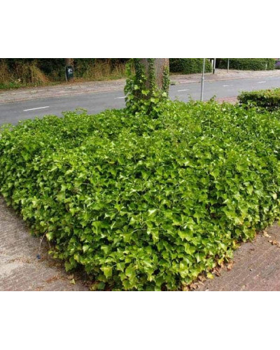 Плющ звичайний Арборесценс | Hedera helix Arborescens | Плющ обыкновенный Арборесценс
