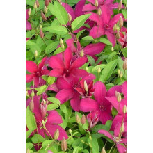Ломиніс / Клематіс Рюйтель | Clematis Ruutel | Ломонос / Клематис Рюйтель