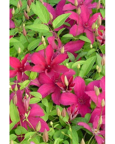 Ломиніс / Клематіс Рюйтель | Clematis Ruutel | Ломонос / Клематис Рюйтель