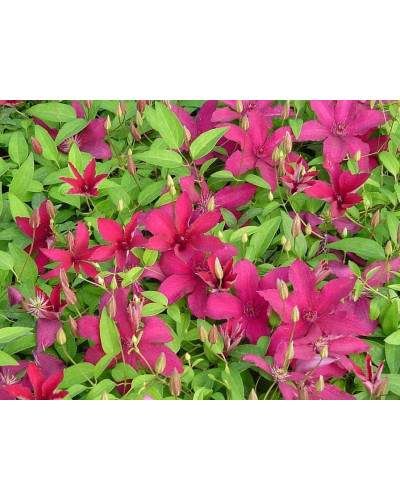 Ломиніс / Клематіс Рюйтель | Clematis Ruutel | Ломонос / Клематис Рюйтель