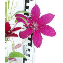 Ломиніс / Клематіс Рюйтель | Clematis Ruutel | Ломонос / Клематис Рюйтель