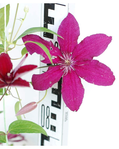 Ломиніс / Клематіс Рюйтель | Clematis Ruutel | Ломонос / Клематис Рюйтель