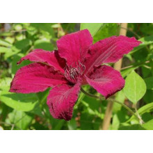 Ломиніс / Клематіс Рюйтель | Clematis Ruutel | Ломонос / Клематис Рюйтель