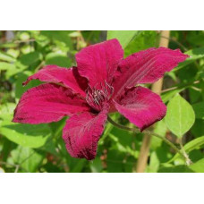 Ломиніс / Клематіс Рюйтель | Clematis Ruutel | Ломонос / Клематис Рюйтель
