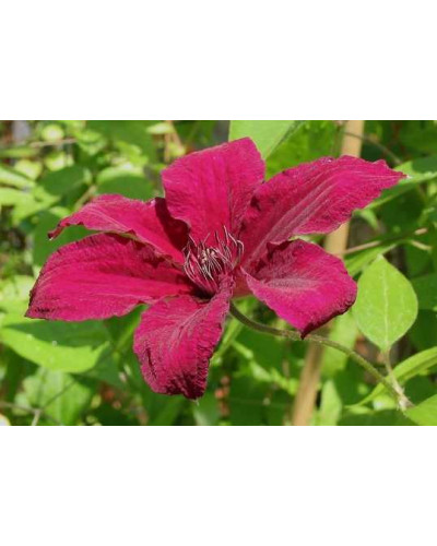 Ломиніс / Клематіс Рюйтель | Clematis Ruutel | Ломонос / Клематис Рюйтель
