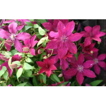 Ломиніс / Клематіс Рюйтель | Clematis Ruutel | Ломонос / Клематис Рюйтель