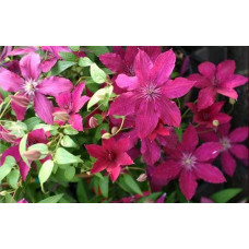Ломиніс / Клематіс Рюйтель | Clematis Ruutel | Ломонос / Клематис Рюйтель