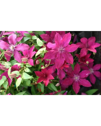 Ломиніс / Клематіс Рюйтель | Clematis Ruutel | Ломонос / Клематис Рюйтель