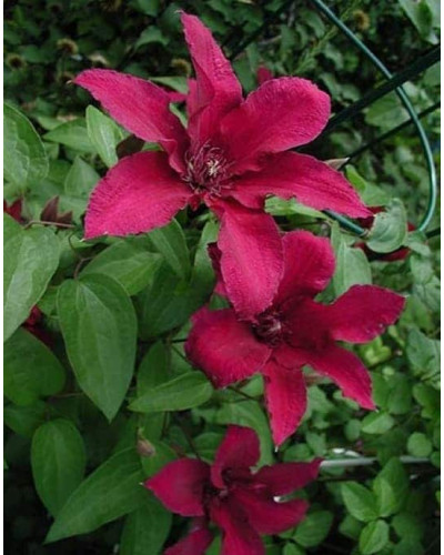 Ломиніс / Клематіс Рюйтель | Clematis Ruutel | Ломонос / Клематис Рюйтель