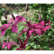 Ломиніс / Клематіс Рюйтель | Clematis Ruutel | Ломонос / Клематис Рюйтель