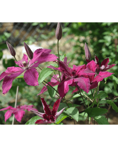 Ломиніс / Клематіс Рюйтель | Clematis Ruutel | Ломонос / Клематис Рюйтель