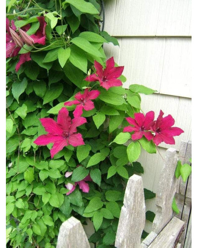 Ломиніс / Клематіс Рюйтель | Clematis Ruutel | Ломонос / Клематис Рюйтель
