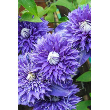 Ломиніс / Клематіс Мульті Блю | Clematis Multi Blue | Ломонос / Клематис Мульти Блю