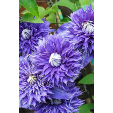 Ломиніс / Клематіс Мульті Блю | Clematis Multi Blue | Ломонос / Клематис Мульти Блю