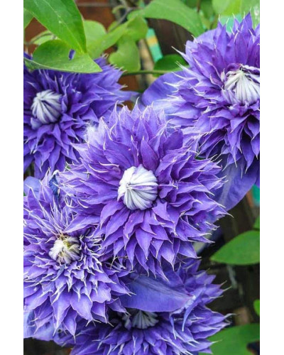 Ломиніс / Клематіс Мульті Блю | Clematis Multi Blue | Ломонос / Клематис Мульти Блю