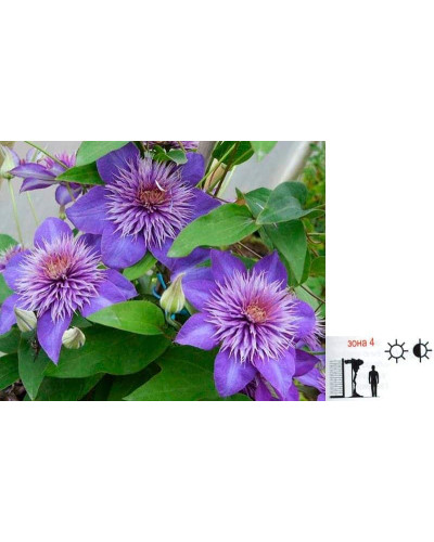 Ломиніс / Клематіс Мульті Блю | Clematis Multi Blue | Ломонос / Клематис Мульти Блю