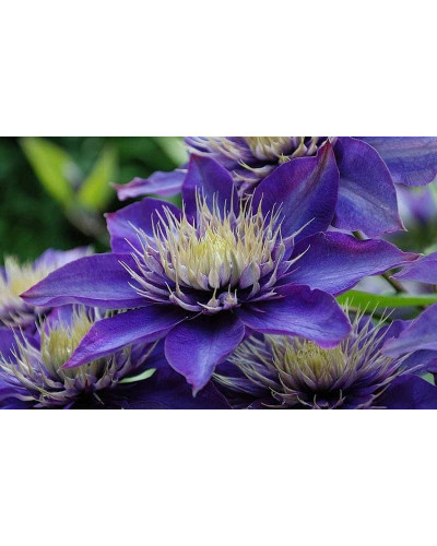 Ломиніс / Клематіс Мульті Блю | Clematis Multi Blue | Ломонос / Клематис Мульти Блю