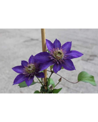 Ломиніс / Клематіс Мульті Блю | Clematis Multi Blue | Ломонос / Клематис Мульти Блю