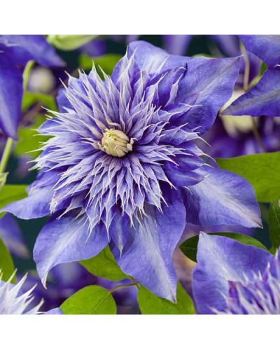 Ломиніс / Клематіс Мульті Блю | Clematis Multi Blue | Ломонос / Клематис Мульти Блю