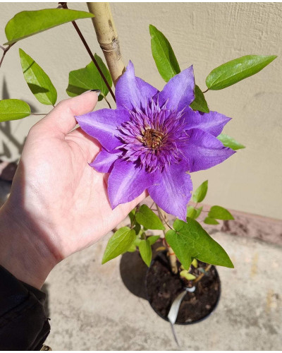 Ломиніс / Клематіс Мульті Блю | Clematis Multi Blue | Ломонос / Клематис Мульти Блю