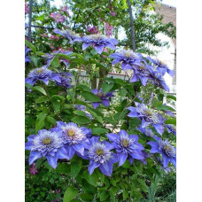 Ломиніс / Клематіс Мульті Блю | Clematis Multi Blue | Ломонос / Клематис Мульти Блю
