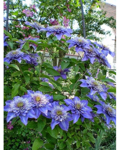 Ломиніс / Клематіс Мульті Блю | Clematis Multi Blue | Ломонос / Клематис Мульти Блю