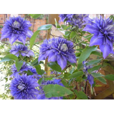 Ломиніс / Клематіс Мульті Блю | Clematis Multi Blue | Ломонос / Клематис Мульти Блю