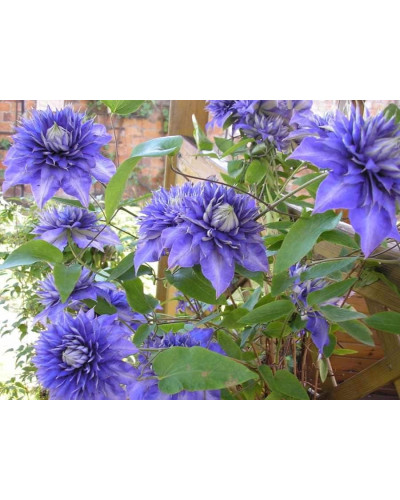 Ломиніс / Клематіс Мульті Блю | Clematis Multi Blue | Ломонос / Клематис Мульти Блю