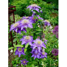 Ломиніс / Клематіс Мульті Блю | Clematis Multi Blue | Ломонос / Клематис Мульти Блю
