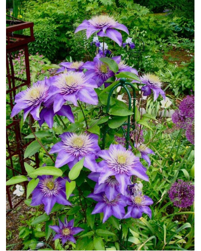 Ломиніс / Клематіс Мульті Блю | Clematis Multi Blue | Ломонос / Клематис Мульти Блю