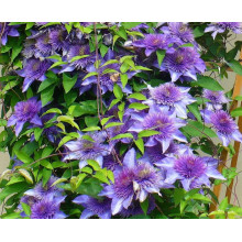 Ломиніс / Клематіс Мульті Блю | Clematis Multi Blue | Ломонос / Клематис Мульти Блю