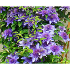 Ломиніс / Клематіс Мульті Блю | Clematis Multi Blue | Ломонос / Клематис Мульти Блю