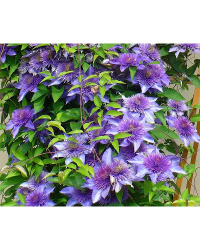 Ломиніс / Клематіс Мульті Блю | Clematis Multi Blue | Ломонос / Клематис Мульти Блю