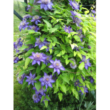 Ломиніс / Клематіс Мульті Блю | Clematis Multi Blue | Ломонос / Клематис Мульти Блю