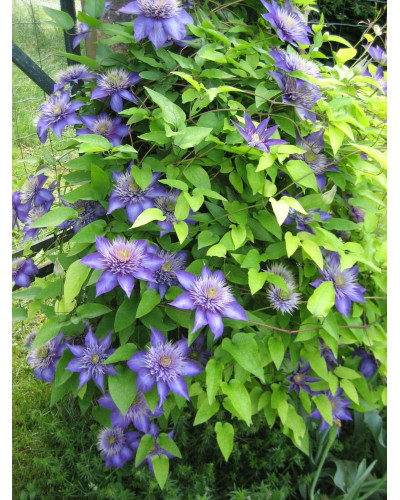 Ломиніс / Клематіс Мульті Блю | Clematis Multi Blue | Ломонос / Клематис Мульти Блю