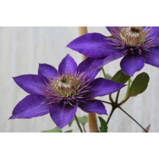 Ломиніс / Клематіс Мульті Блю | Clematis Multi Blue | Ломонос / Клематис Мульти Блю