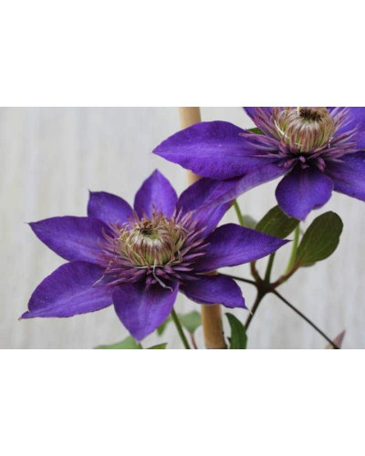 Ломиніс / Клематіс Мульті Блю | Clematis Multi Blue | Ломонос / Клематис Мульти Блю