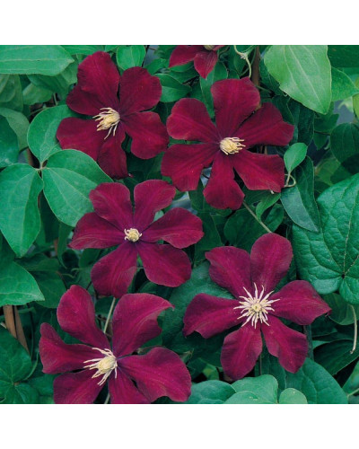 Ломиніс / Клематіс Варшавська Ніч | Ломонос / Клематис Варшавская Ночь | Clematis Warszawska Nike / Warsaw Nike