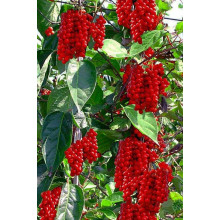 Лимонник китайський / Шизандра | Schisandra chinensisЛимонник китайський / Шизандра | Schisandra chinensis