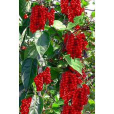 Лимонник китайський / Шизандра | Schisandra chinensisЛимонник китайський / Шизандра | Schisandra chinensis