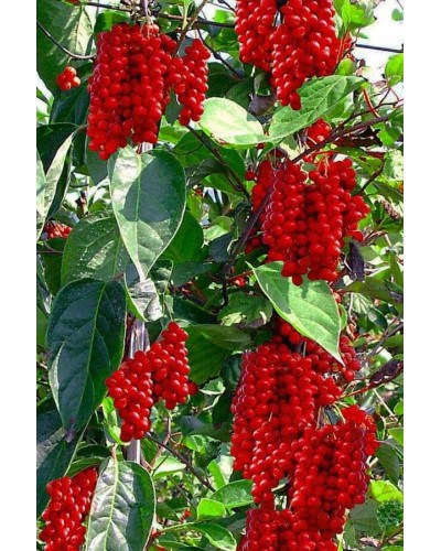 Лимонник китайський / Шизандра | Schisandra chinensisЛимонник китайський / Шизандра | Schisandra chinensis