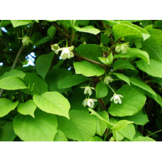 Лимонник китайський / Шизандра | Schisandra chinensisЛимонник китайський / Шизандра | Schisandra chinensis