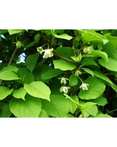 Лимонник китайський / Шизандра | Schisandra chinensisЛимонник китайський / Шизандра | Schisandra chinensis