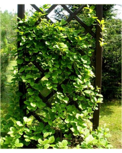Лимонник китайський / Шизандра | Schisandra chinensisЛимонник китайський / Шизандра | Schisandra chinensis