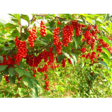 Лимонник китайський / Шизандра | Schisandra chinensisЛимонник китайський / Шизандра | Schisandra chinensis